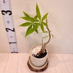 実生パキラ×ストーン風鉢 盆栽風仕立ての画像