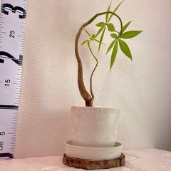 実生パキラ×ストーン風鉢 盆栽風仕立ての画像