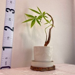 実生パキラ×ストーン風鉢 盆栽風仕立ての画像
