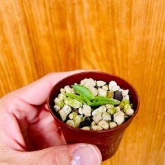 アガベ　笹雪　子株　将来有望！クッキリペンキ　観葉植物の画像