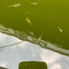 メダカ5匹の画像