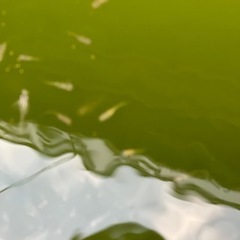 メダカ5匹の画像