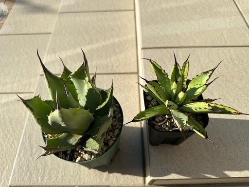 アガベ確認
