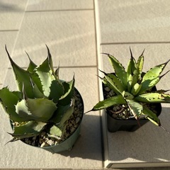 アガベ確認の画像