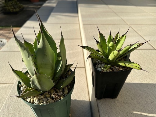 アガベ確認