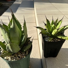 アガベ確認の画像