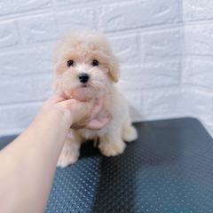 マルプー男の子　総額15万円【10月5日まで30000円割…