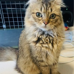 スコティッシュフォールド　6ヶ月