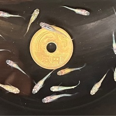 ラメ系メダカ 幼魚15匹 ※2025年生まれ ②の画像