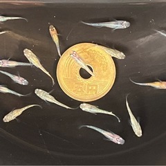 ラメ系メダカ 幼魚15匹 ※2025年生まれ ②の画像