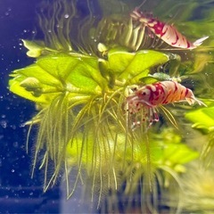 ★ サルビニア  ククラータ （浮草）の画像