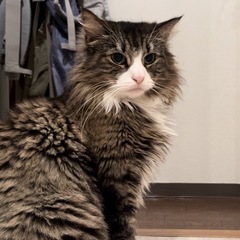 ノルウェージャン6歳です