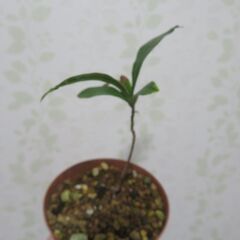 ミラクルフルーツ実生苗①の画像