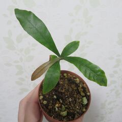 ミラクルフルーツ実生苗①の画像