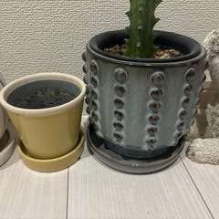 鉢の画像