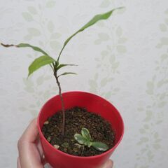 ミラクルフルーツ実生苗②の画像