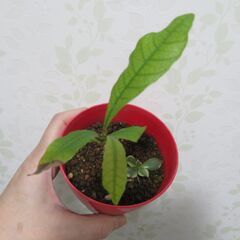 ミラクルフルーツ実生苗②の画像