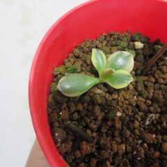 ミラクルフルーツ実生苗②の画像