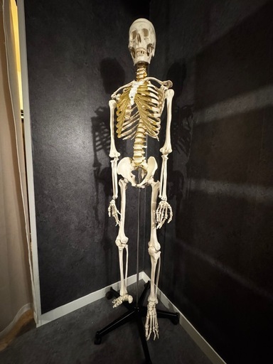 人体模型 約170cm 可動式関節付き
