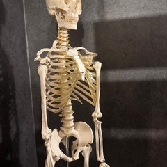 人体模型 約170cm 可動式関節付きの画像