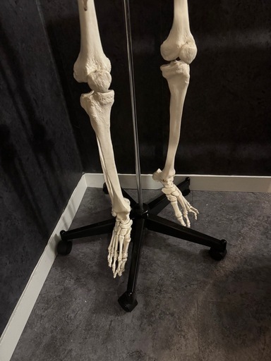 人体模型 約170cm 可動式関節付き