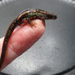 オキナワシリケンイモリ①の画像
