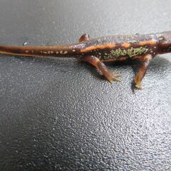 オキナワシリケンイモリ①の画像