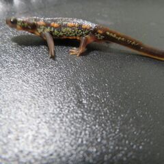 オキナワシリケンイモリ①の画像