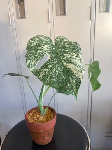 モンステラ　ホワイトモンスター　天津蘭　斑入りモンステラ