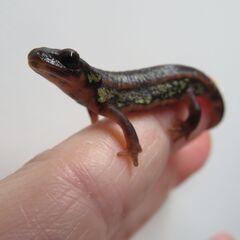 オキナワシリケンイモリ②の画像