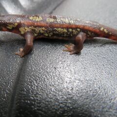 オキナワシリケンイモリ②の画像