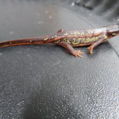 オキナワシリケンイモリ②の画像