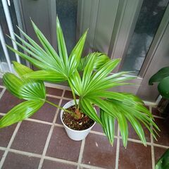 ビロウヤシ。椰子の木鉢植えの画像