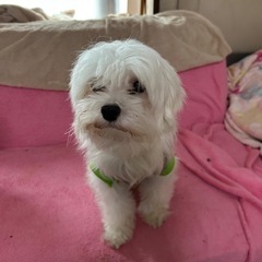 マルチーズの男の子