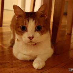 茶白　雄猫　推定7歳