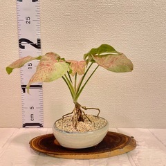 ピンク斑が鮮やかな一点物✨ミルクコンフェッティ良型の画像