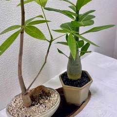 幸運と一目惚れの2鉢セット🌿（パキラ＆アデニウム）」の画像