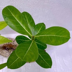 幸運と一目惚れの2鉢セット🌿（パキラ＆アデニウム）」の画像