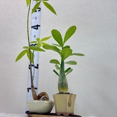 幸運と一目惚れの2鉢セット🌿（パキラ＆アデニウム）」の画像