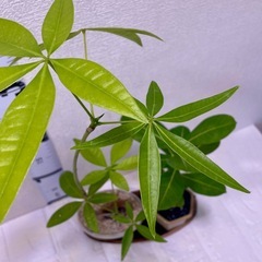 幸運と一目惚れの2鉢セット🌿（パキラ＆アデニウム）」の画像