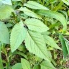 🌿草刈り 雑草取り お手伝い
