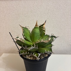 アガベ　Red Catweezleの画像