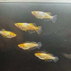 【極上】【 朱光菊光体型 】 1ペア 1,000円　メダカ　めだかの画像