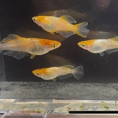 【極上】【 朱光菊光体型 】 1ペア 1,000円　メダカ　めだかの画像