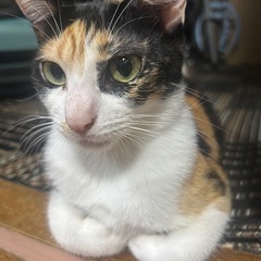 美人な三毛猫ちゃん