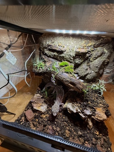 レオパ　
ビバリウム