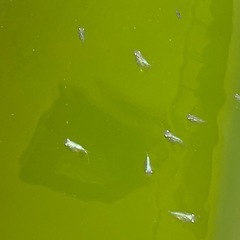 ダルマメダカ　ほぼ成魚サイズの画像