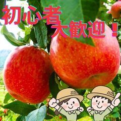 \日払い・1日OK!/リンゴ作業全般