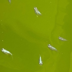 ダルマメダカ　ほぼ成魚サイズの画像