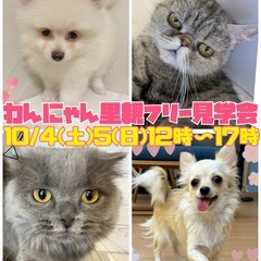 🐶わんにゃん里親フリー見学会🐱